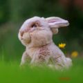 Bild von ANIMIGOS WORLD OF NATURE EUROPEAN RABBIT, Hase, 23cm - VE 3