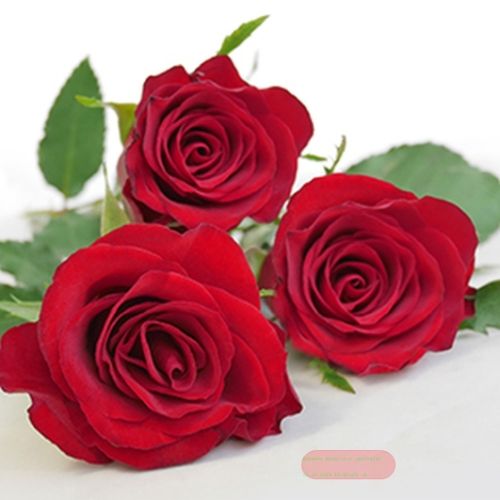 Bild von Servietten 33x33cm, A.L.C. Red Diva - VE 6