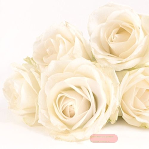 Bild von Servietten 33x33cm, A.L.C. Elegant Rose - VE 6