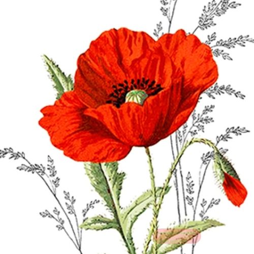 Bild von Servietten 33x33cm, A.L.C. Roter Mohn - VE 6