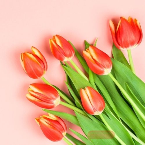 Bild von Servietten 33x33cm, Atelier Modern Tulips - VE 6