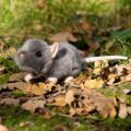 Bild von ANIMIGOS WORLD OF NATURE  SQUEAKING RAT, Ratte grau, 18cm - VE 3