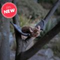 Bild von ANIMIGOS WORLD OF NATURE BAT, Fledermaus, 26cm - VE 3