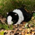 Bild von ANIMIGOS WORLD OF NATURE BLACK AND WHITE GUINEA PIG, Meerschwein sw/w, 20cm - VE 3