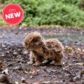 Bild von ANIMIGOS WORLD OF NATURE CAPYBARA, Wasserschwein, 30cm - VE 3