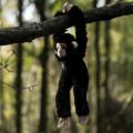 Bild von ANIMIGOS WORLD OF NATURE HANGING CHIMPANZEE, Schimpanse, 35x17cm - VE 3