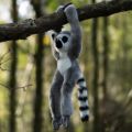 Bild von ANIMIGOS WORLD OF NATURE HANGING RING TAILED LEMUR, Lemur, 35x17cm - VE 3