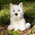 Bild von ANIMIGOS WORLD OF NATURE WESTIE DOG, Westie Hund, 26cm - VE 3
