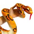 Bild von SNAKE ASSORTED, Super Soft Plüsch, ca.150cm, lose - VE 6