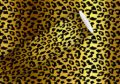 Bild von Geschenkpapier Rollen 2m x 70cm, Leo gold - VE 5